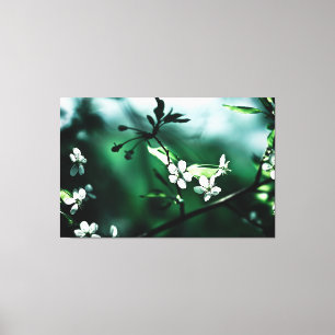 White Cherry Blossom Canvas Afdruk