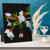 White Cherry Blossom foto Fotoplaat (Zijkant)