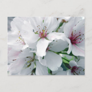 White Cherry Blossom Photo Briefkaart