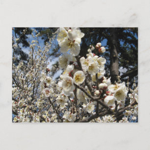 White Cherry Blossom / Sakura / サ ク ラ(桜) Briefkaart