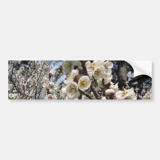 White Cherry Blossom / Sakura / サ ク ラ(桜) Bumpersticker (Voorkant)