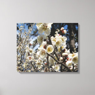 White Cherry Blossom / Sakura / サ ク ラ(桜) Canvas Afdruk