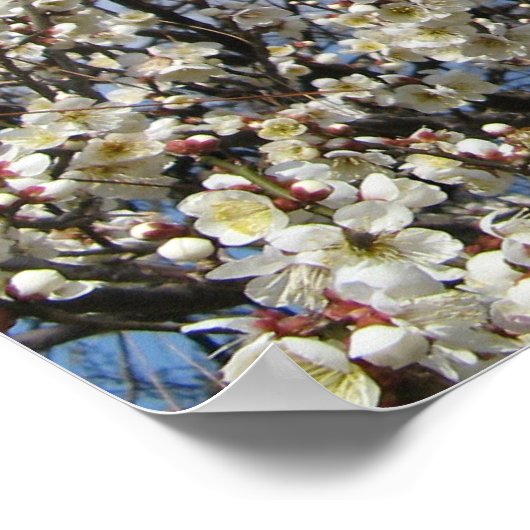 White Cherry Blossom / Sakura / サ ク ラ(桜) Poster (Hoek)