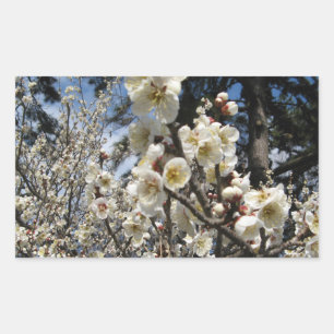 White Cherry Blossom / Sakura / サ ク ラ(桜) Rechthoekige Sticker