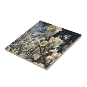 White Cherry Blossom / Sakura / サ ク ラ(桜) Tegeltje