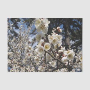 White Cherry Blossom / Sakura / サ ク ラ(桜) Tissuepapier