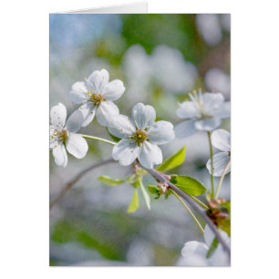 White Cherry Flower