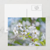 White Cherry Flower Briefkaart (Voorkant / Achterkant)