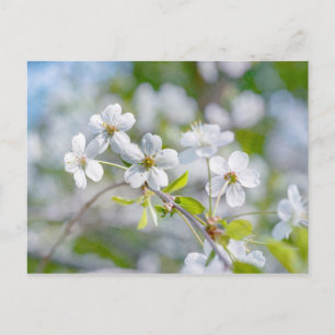White Cherry Flower Briefkaart