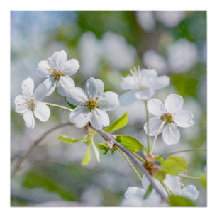 White Cherry Flower Perfect Poster