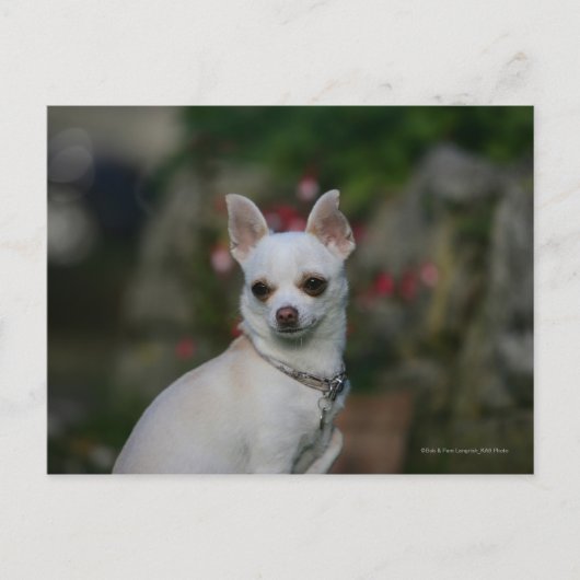 White Chihuahua Briefkaart (Voorkant)