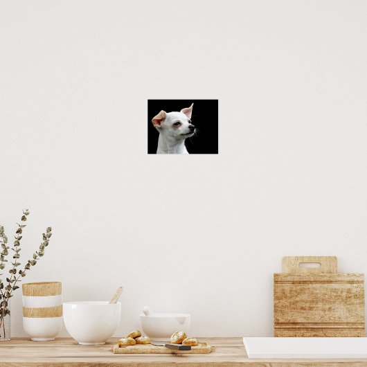 White Chihuahua Head op zwarte achtergrond Poster (Keuken)