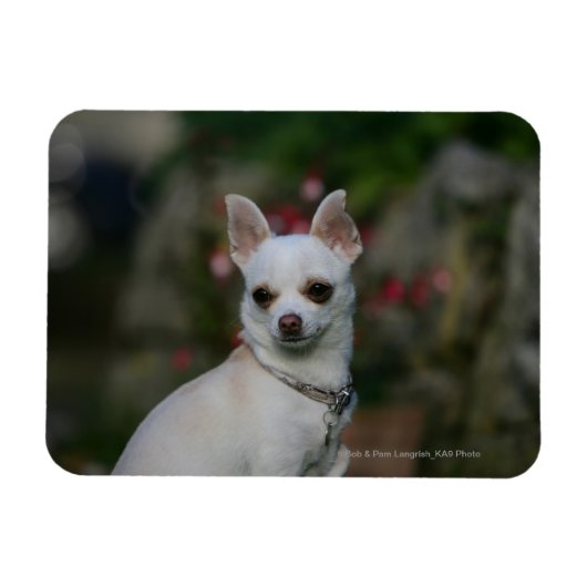 White Chihuahua Magneet (Horizontaal)