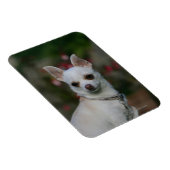 White Chihuahua Magneet (Rechterzijde)