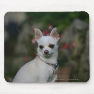 White Chihuahua Muismat