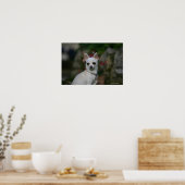 White Chihuahua Poster (Keuken)