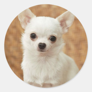 White Chihuahua Ronde Sticker
