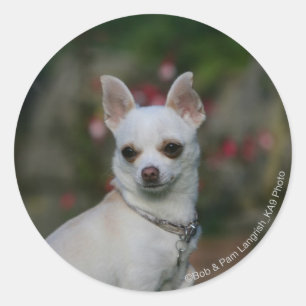 White Chihuahua Ronde Sticker