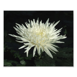 White Chrysanthemum 10 x 8-inch foto Print Foto Afdruk