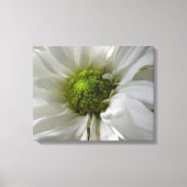 White Chrysanthemum Canvas Print (Voorkant)