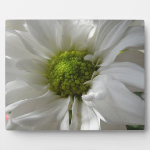White Chrysanthemum Plaque Fotoplaat