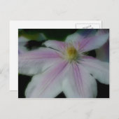 White Clematis Flower Petals Briefkaart (Voorkant / Achterkant)