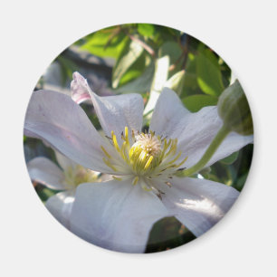 White Clematis II Magneet
