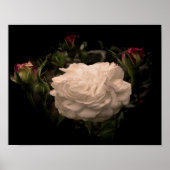 White Cloud Roos Poster (Voorkant)