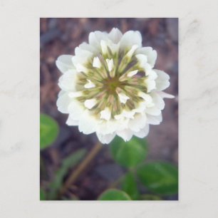 White Clover Blossom 1 Briefkaart
