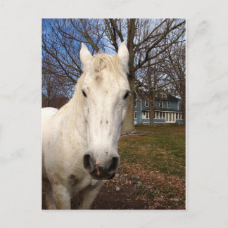 White Clydesdale Briefkaart