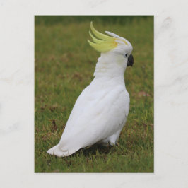 White Cockatau Briefkaart