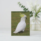 White Cockatau Briefkaart (Staand voorkant)