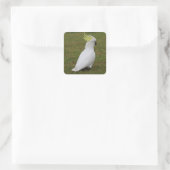 White Cockatau Vierkante Sticker (Tas)