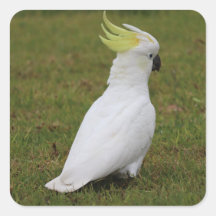 White Cockatau