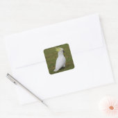 White Cockatau Vierkante Sticker (Envelop)
