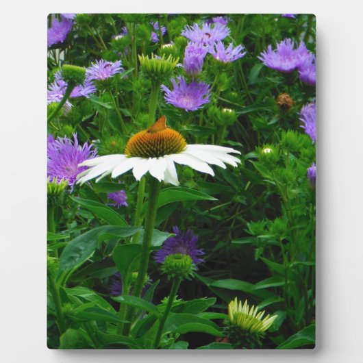 White Cone flower, paarse bloemen en moth Fotoplaat (Voorkant)