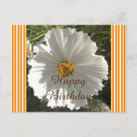White Cosmos Flower Birthday Briefkaart
