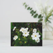 White Cosmos Flowers Briefkaart (Staand voorkant)