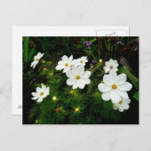 White Cosmos Flowers Briefkaart (Voorkant / Achterkant)