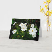White Cosmos Flowers Kaart (Gele Bloem)