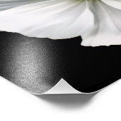 White Cosmos Photo Print Foto Afdruk (Hoek)