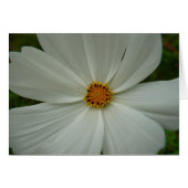 White Cosmos Summer Wildflower Floral (Voorkant Horizontaal)