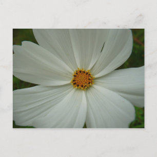 White Cosmos Summer Wildflower Floral Briefkaart