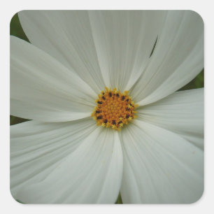 White Cosmos Summer Wildflower Floral Vierkante Sticker