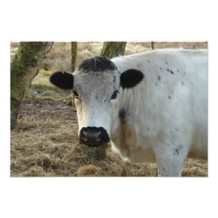 White Cow Portrait Foto Afdruk