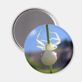White Crab Spider Magnet Magneet (Voorkant / Achterkant)