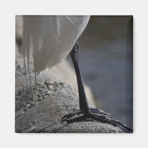 White Crane Bird Feet Photo Magnet Magneet