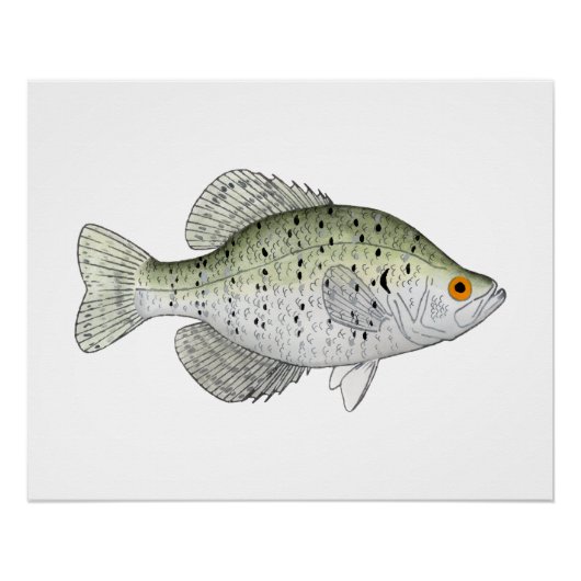 White Crappie Perfect Poster (Voorkant)