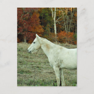 White Cream Horse in an Autumn Field Briefkaart