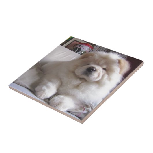 White Cream Puff Chow Chow Puppy Tegeltje (Zijkant)